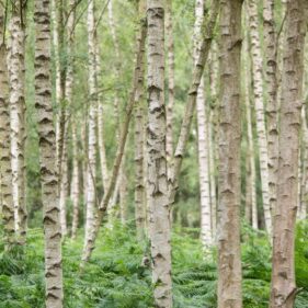 Silver Birch - NZ Nurseries forest