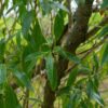 Ngaio, Myoporum laetum, Mousehole Tree for sale nz nurseries