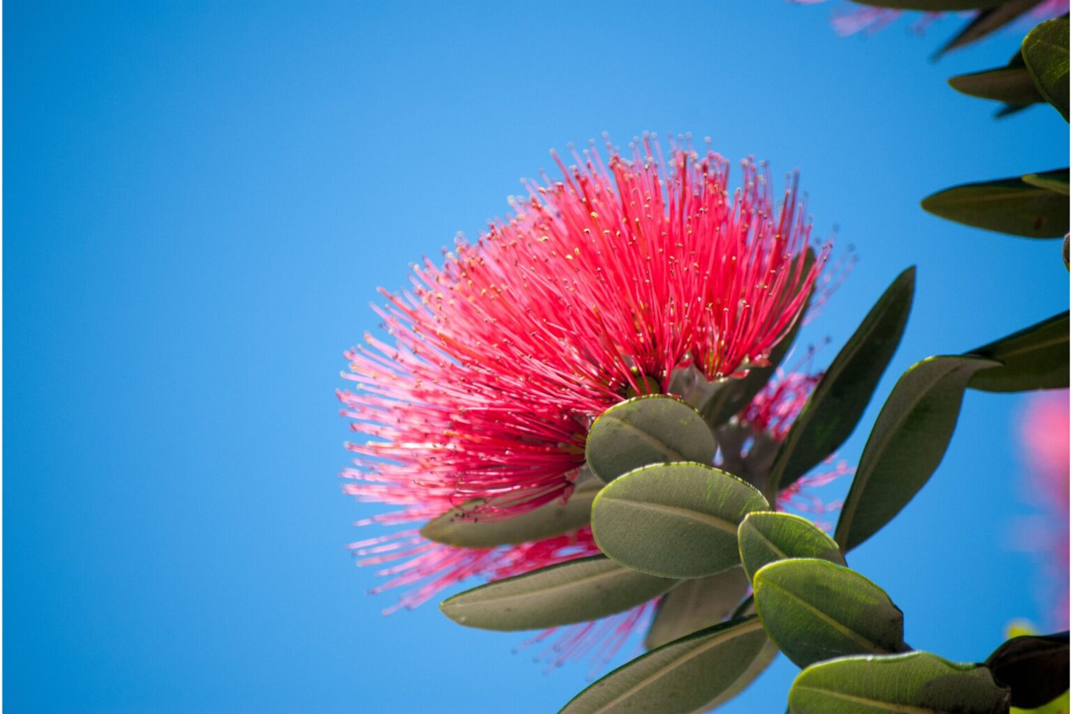 Pohutukawa or Rata? NZ Nurseries How To Tell The Difference