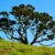 pohutukawa nz nurseries sprawling