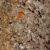 Kauri Bark from nz nurseries