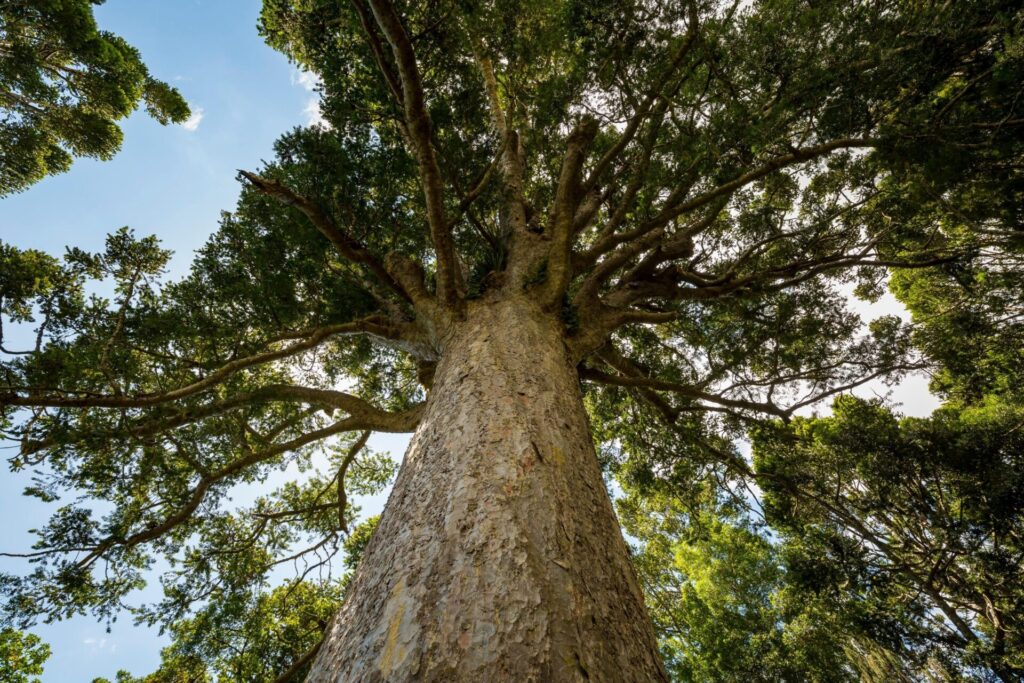 Kauri Tree NZ Nurseries - trunk