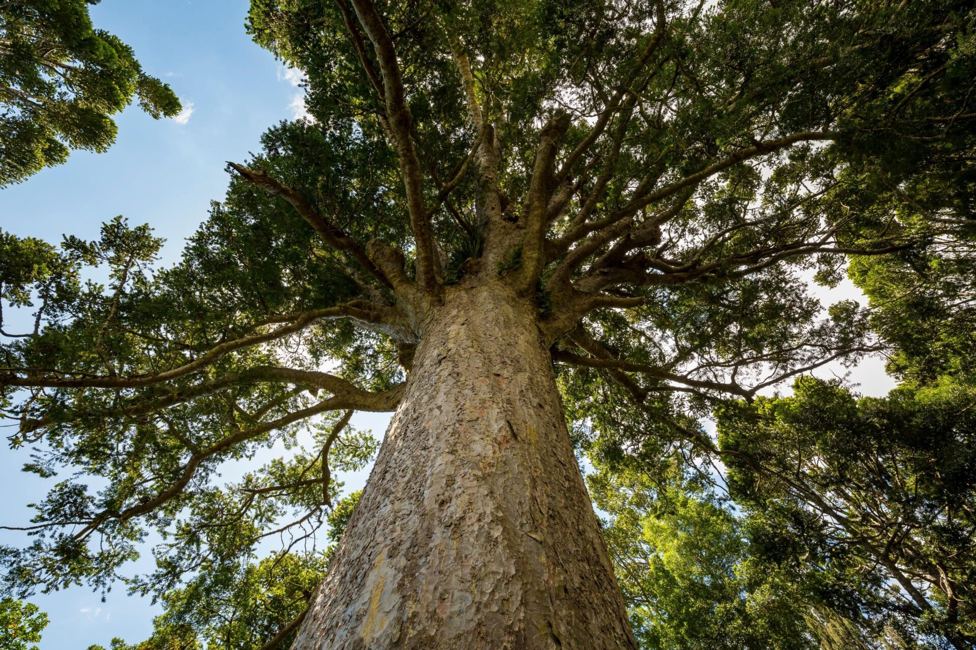 The Kauri Tree NZ Nurseries The Timber Giant