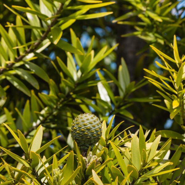 Kauri Tree NZ Nursereis - cone