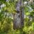 Kauri Tree NZ Nurseries - forest