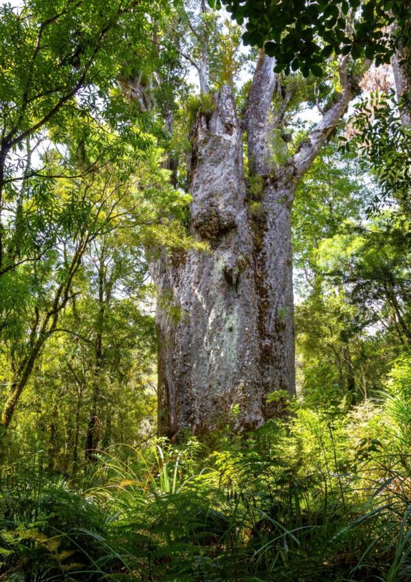 Kauri Tree NZ Nurseries - forest
