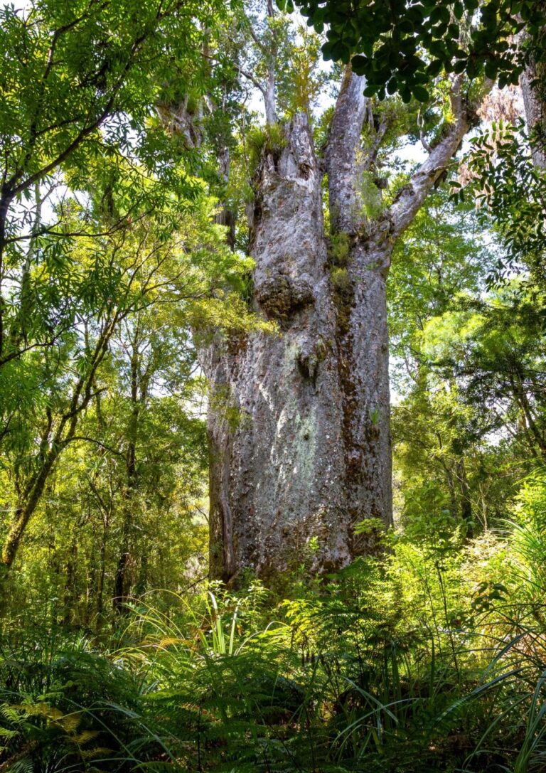 Kauri NZ Nurseries