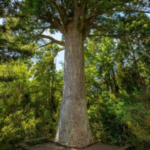 Kauri tree from NZ Nurseries