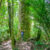 Kauri Tree NZ Nurseries - forest