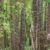Kauri Tree NZ Nurseries - forest