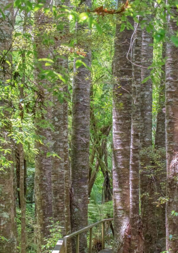 Kauri Tree NZ Nurseries - forest