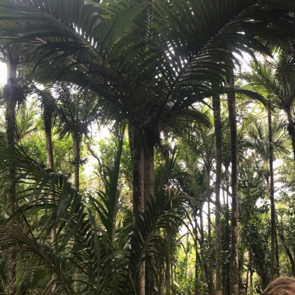 Nikau Palm NZ Nurseries - forest