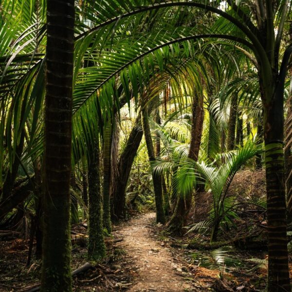 Nikau Palm NZ Nurseries - path
