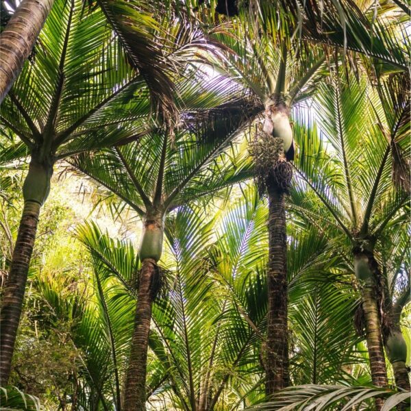 Nikau Palm NZ Nurseries canopy fronds