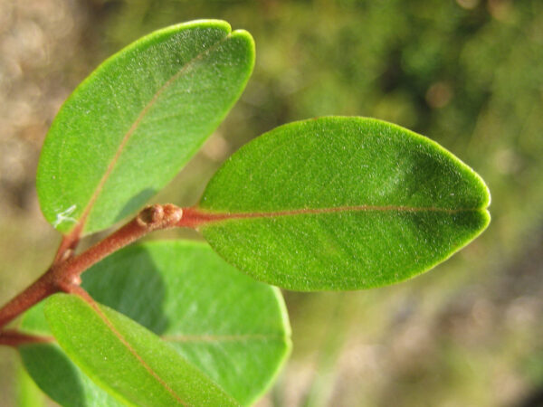 Northern Rata Leaf NZ Nurseries