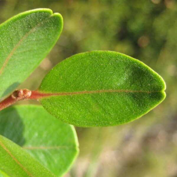 Northern rata leaf from nz nurseries