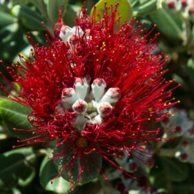 Pohutukawa flowering NZ Nurseries