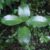 Pukatea - NZ Nurseries - sappling