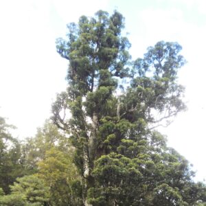 Pukeatea tree from NZ Nurseries