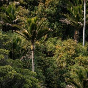 Nikau Palm NZ Nurseries - forest