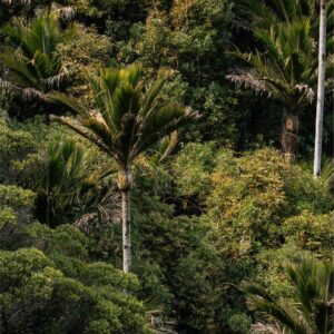 Nikau Palm NZ Nurseries - forest