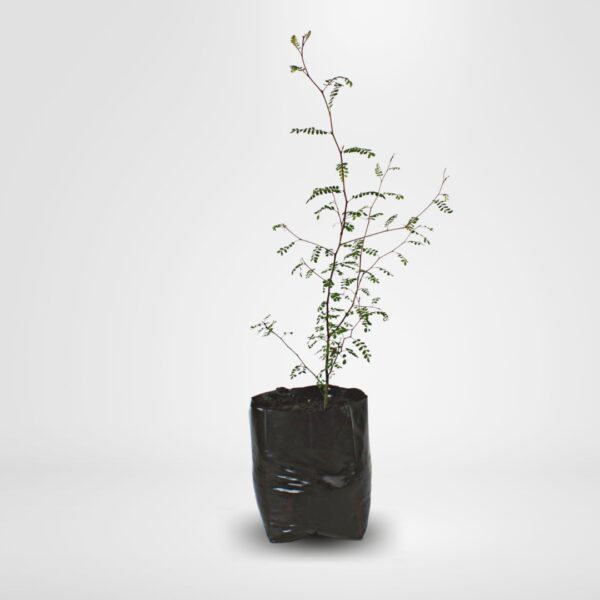 10 litre kowhai from NZ Nurseries