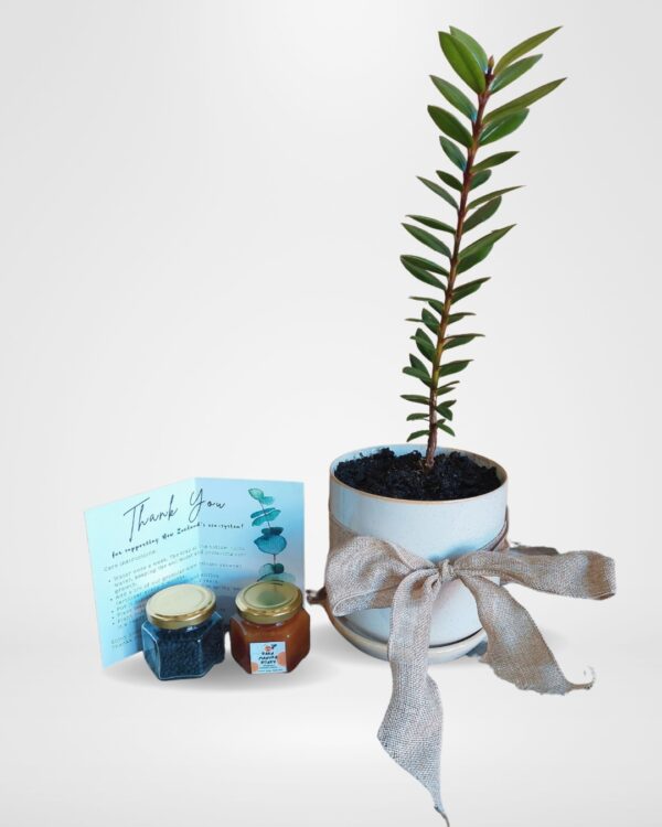 Pohutukawa gift tree, nz nurseries