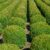 Buxus from NZ nurseries
