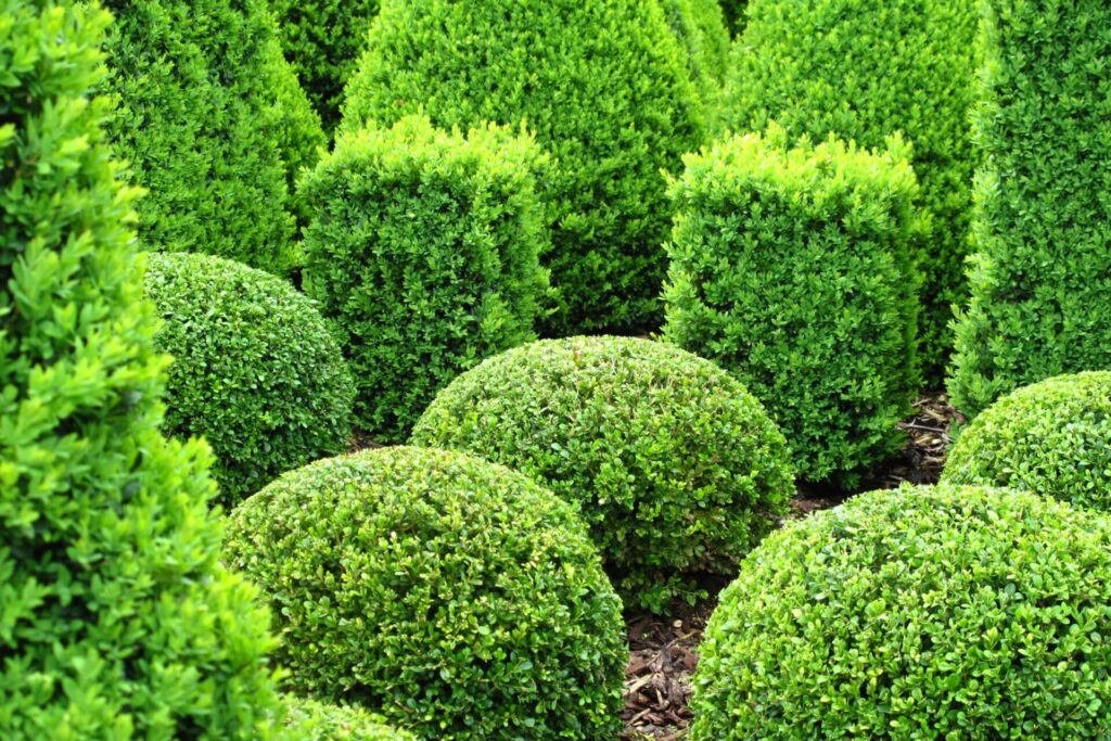 Buxus shapes from nz nurseries