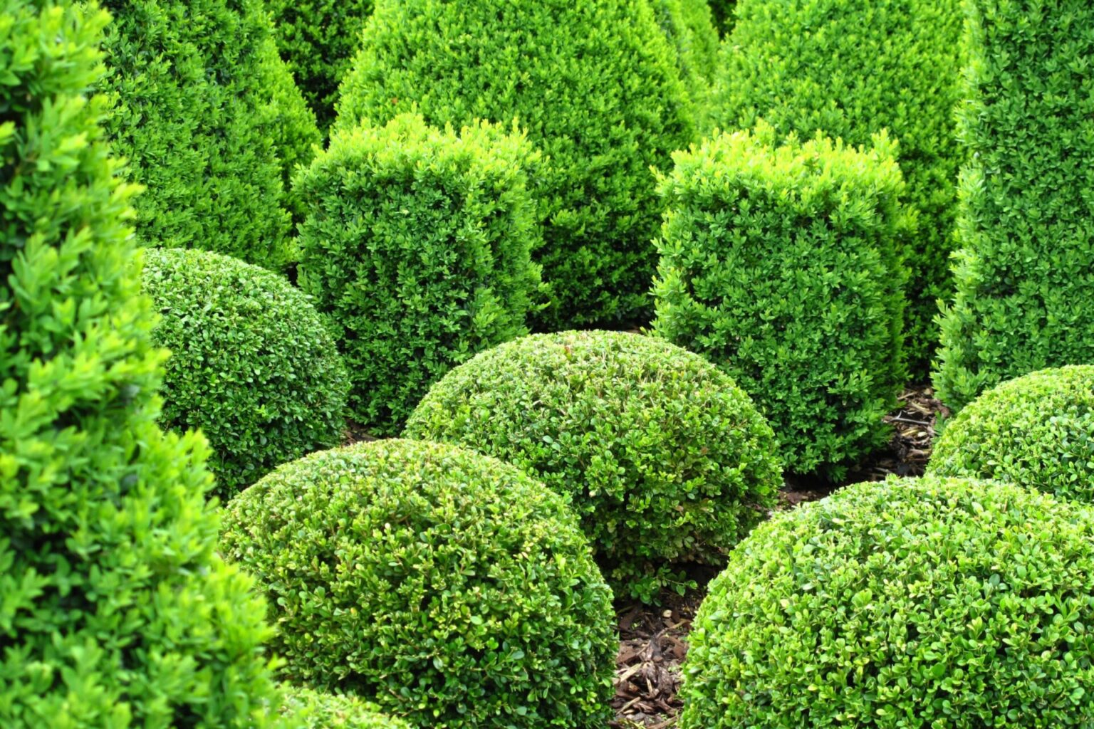 Buxus Hedge - NZ Nurseries