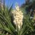 Yucca - Image 3