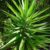 Yucca - Image 4