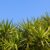 Yucca - Image 2